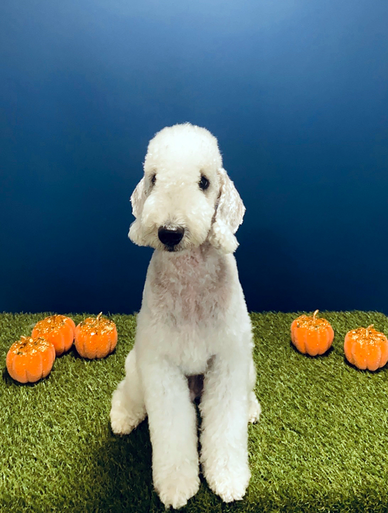 The Doghouse Gallery The Doghouse Dog Grooming Salon Accrington