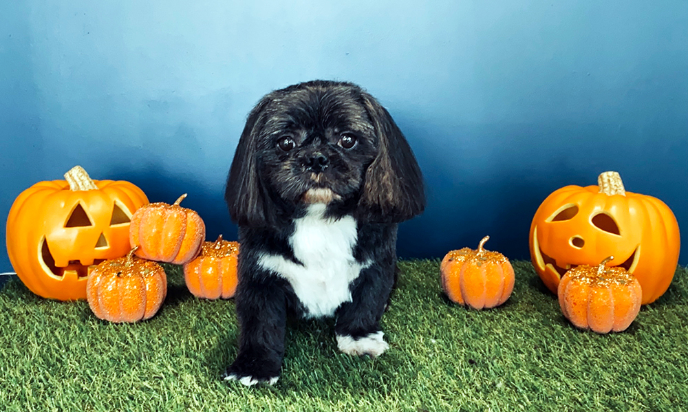 The Doghouse Gallery The Doghouse Dog Grooming Salon Accrington