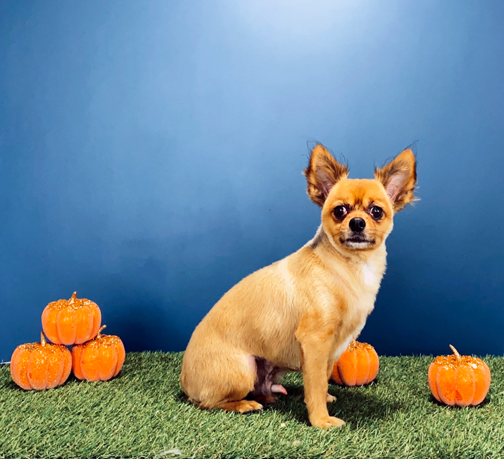 The Doghouse Gallery The Doghouse Dog Grooming Salon Accrington