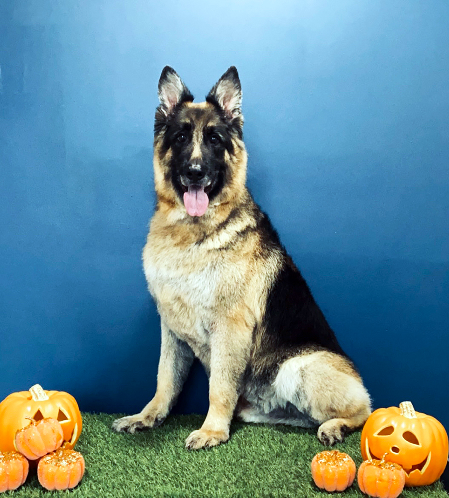 The Doghouse Gallery The Doghouse Dog Grooming Salon Accrington