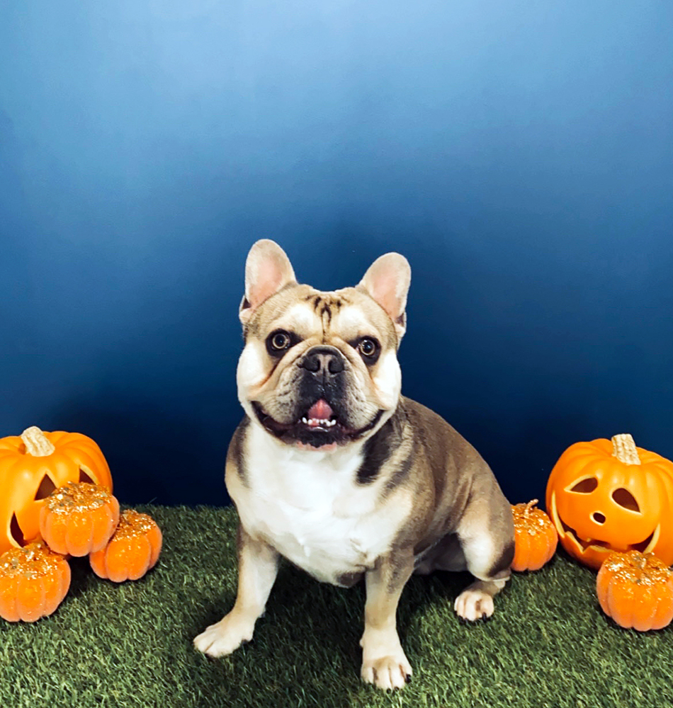 The Doghouse Gallery The Doghouse Dog Grooming Salon Accrington