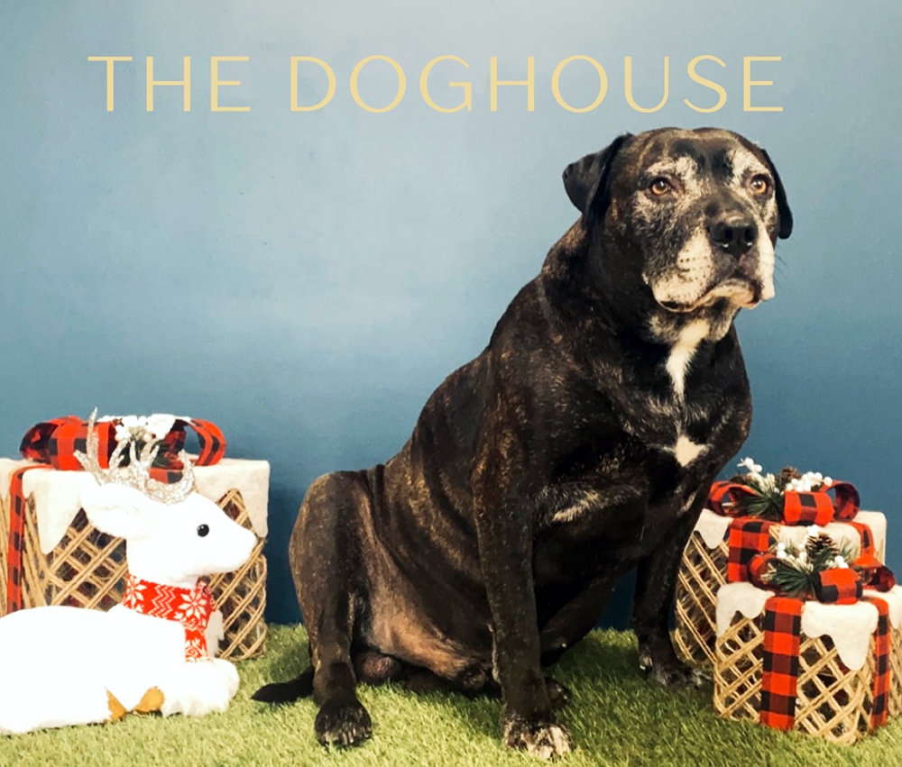 The Doghouse Gallery The Doghouse Dog Grooming Salon Accrington