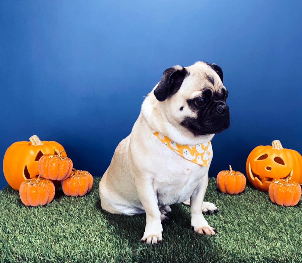 The Doghouse Gallery The Doghouse Dog Grooming Salon Accrington